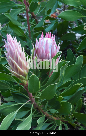 King Protea (Protea cynaroides) flowers in bud Kirstenbosch National Botanical Garden Cape Town Western Cape South Africa Stock Photo