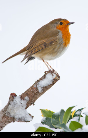 Robin puffed up against the cold perches by a snowy hillside in The Cotswolds, UK Stock Photo