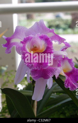 LAELIOCATTLEYA PRISM PALETTE THE CLOWN ORCHID. Stock Photo