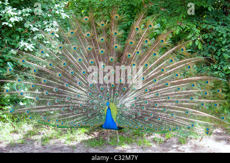 A peacock presenting its tail Stock Photo