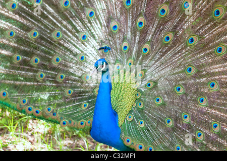 A peacock presenting its tail Stock Photo