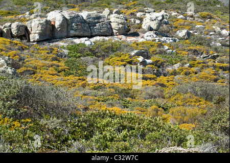 Boulders among flowering fynbos Kogelberg Nature Reserve Table Mountain National Park Cape Peninsula Western Cape South Africa Stock Photo