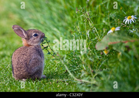 Wild young rabbit sniffing wildflower in country garden, The Cotswolds, Oxfordshire, United Kingdom Stock Photo