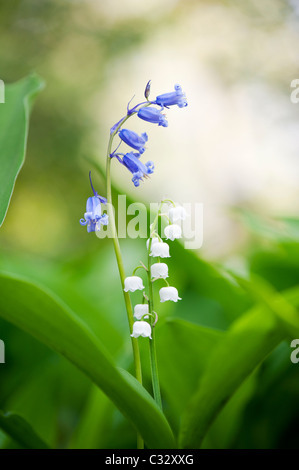 Bluebells and Lily of the valley flowers in spring. UK Stock Photo