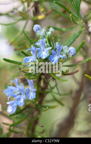 Rosmarinus officinalis. Rosemary flowers. Flowering herb