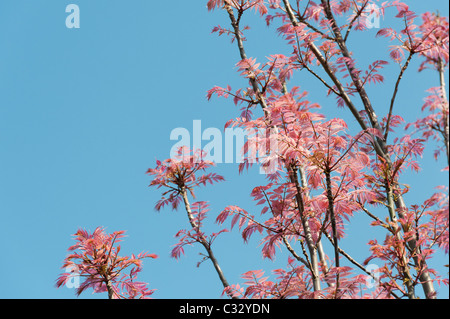 Toona sinensis 'Flamingo'. Chinese Mahogany 'Flamingo' tree with pink leaves in spring. UK Stock Photo