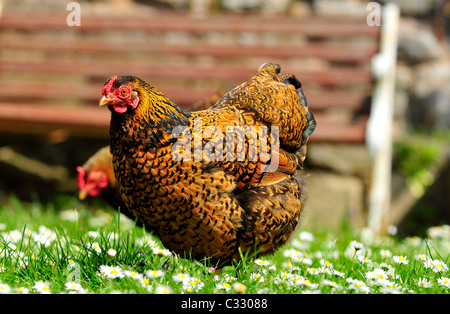 A pair of female gold laced wyandotte Bantams Stock Photo