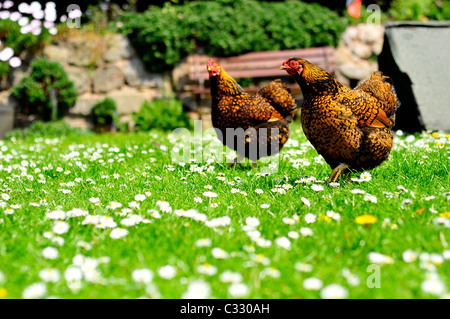 A pair of female gold laced wyandotte Bantams Stock Photo