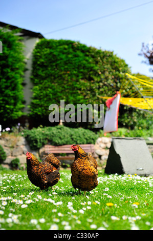 A pair of female gold laced wyandotte Bantams Stock Photo