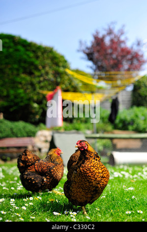 A couple of female gold laced wyandotte Bantams Stock Photo