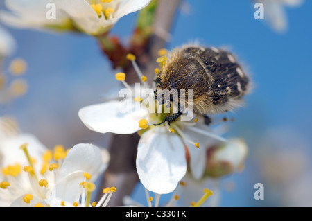 Apple blossom beetle (Epicometis hirta Poda), Ukraine, Eastern Europe Stock Photo