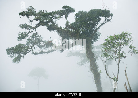 Fog in Montane Rainforest, Yungas, eastern Andes, Peru : home to Peruvian Yellow-tailed Woolly Monkey (Oreonax flavicauda) Stock Photo