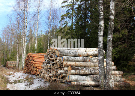 Three Stacks of Wooden Logs in Forest: Spruce, Pine, Birch Stock Photo