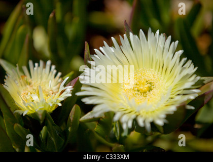 Ice plant (Carpobrotus edulis) flowers Stock Photo