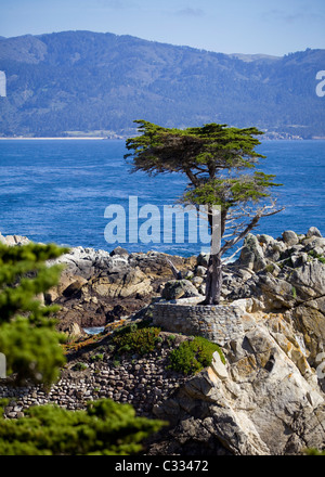 Lone Cypress tree in Monterey, California, USA Stock Photo