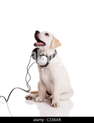 Beautiful Labrador retriever with headphones, isolated on white Stock Photo