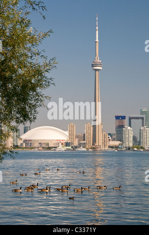 Canada Geese on Lake Ontario with the CN Tower and Toronto Skyline, Toronto, Canada Stock Photo