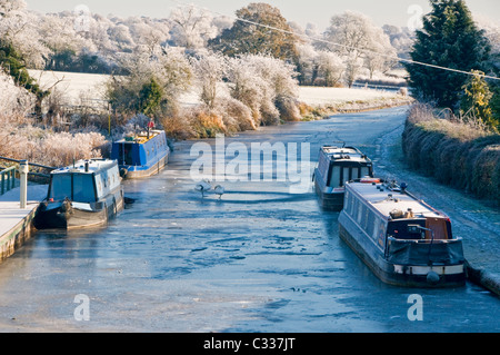 Swans on the Frozen Shropshire Union Canal, Near Tiverton, Cheshire, England, UK Stock Photo