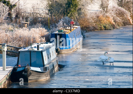 Swans on the Frozen Shropshire Union Canal, Near Tiverton, Cheshire, England, UK Stock Photo