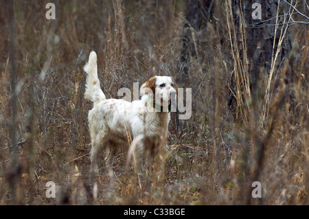 English Setter on Point during a Bobwhite Quail Hunt in the Piney Woods of Dougherty County, Georgia Stock Photo