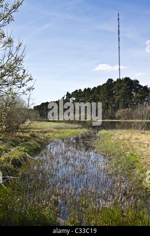 Lindean Loch, near Selkirk, in early Spring. Rats-tail ferns growing in the water margin. Radio aerial mast. Stock Photo