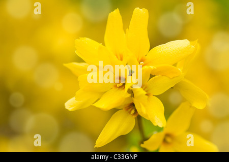 Forsythia bright yellow flowers on stem Stock Photo