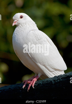 White Dove (columba) Stock Photo