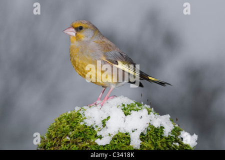 European Greenfinch (Carduelis chloris) male standing on snow covered moss Stock Photo