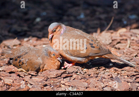 Socorro Doves (zenaida graysoni) Stock Photo