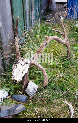 Reindeer skull and horns, Narsaq, South Greenland. Stock Photo