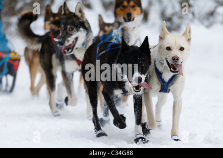 A sled dog team racing through the Chippewa National Forest in Northern Minnesota. Stock Photo