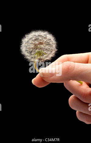 female hand holding dandilion Stock Photo