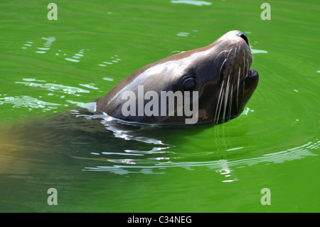 Sealion sea lion swimming Stock Photo