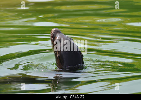 Sealion sea lion in green water swimming Stock Photo
