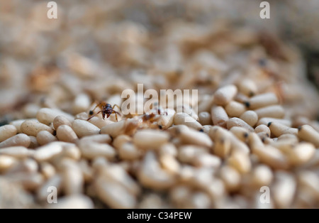 Close up of ants on a pile of grains Stock Photo