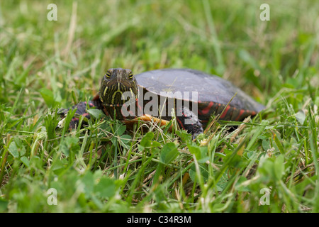 A Midland Painted Turtle (Chrysemys picta marginata) crosses from one body of water to another. Stock Photo