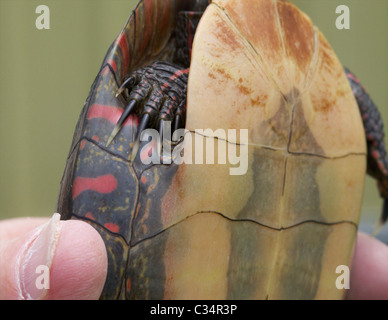 Male turtles tend to have particularly long claws, and these appear to be used to stimulate the female while mating. Stock Photo