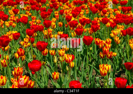 Tulip bed with Red Gorgette und Colour Spectacle varieties, Dutch Tulips Stock Photo