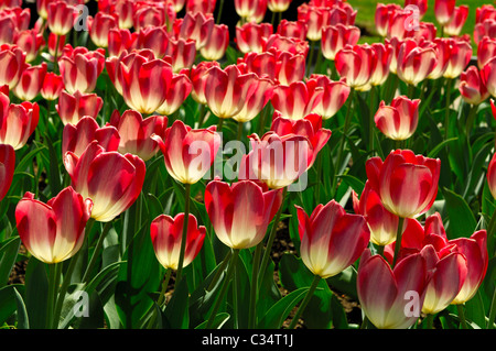 Big Chief tulip variety, Dutch Tulips Stock Photo