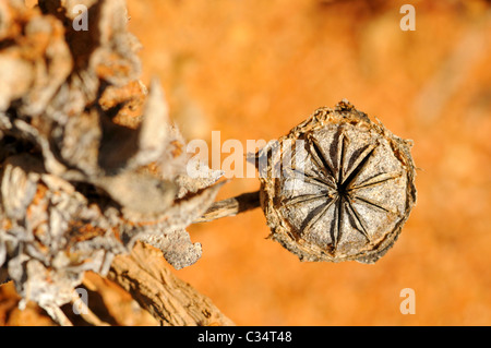 seed capsule of Cheiridopsis sp. , Aizoaceae, Mesembs, Goegap Nature Reserve, Namaqualand, South Africa Stock Photo