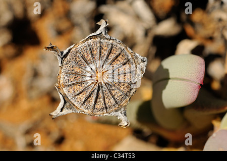 seed capsule of Cheiridopsis sp., Aizoaceae, Mesembs, Goegap Nature Reserve, Namaqualand, South Africa Stock Photo