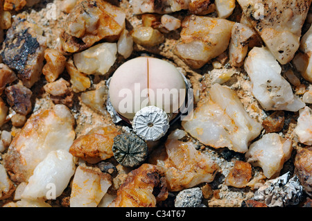 Argyroderma sp. with seed capsule, Namaqualand, South Africa Stock Photo