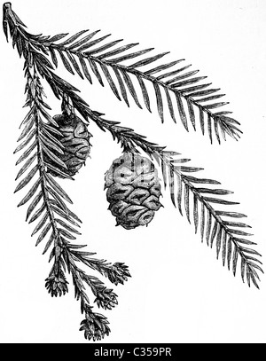 Steven Noble Illustrations: Redwood tree logo