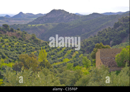 Mountain olive groves in spain andalucia Stock Photo