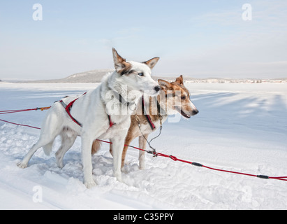 Huskies. Working sled dogs, Lapland, Sweden.