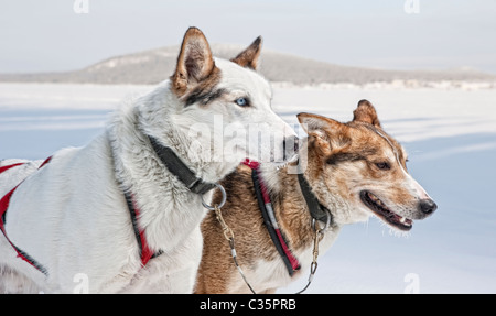 Huskies. Working sled dogs, Lapland, Sweden.