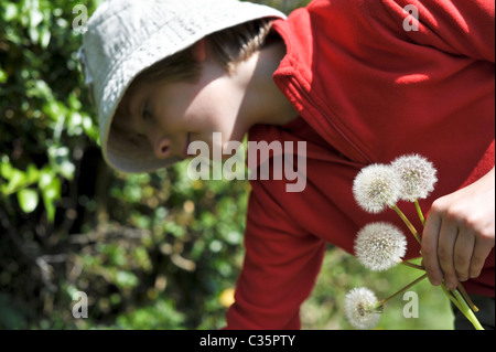 Young boy in a sun hat and red top picks dandelion seed heads from a hedgerow while out on a  walk in the English countryside Stock Photo