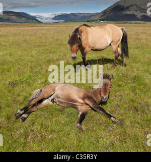 Mare and foal with Vatnajokull Glacier in background, Iceland Stock Photo