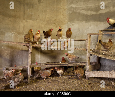 Free range Chicken on post, Iceland Stock Photo