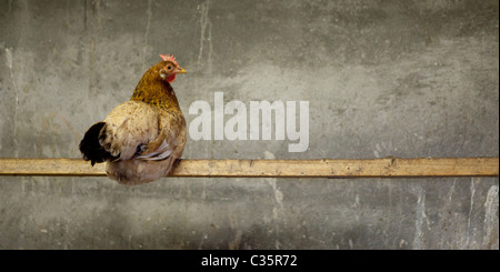 Free range Chicken on post, Iceland Stock Photo